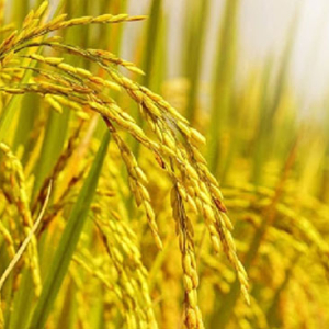 su-dung-phan-bon-va-thuoc-bao-ve-thuc-vat-cho-cay-lua