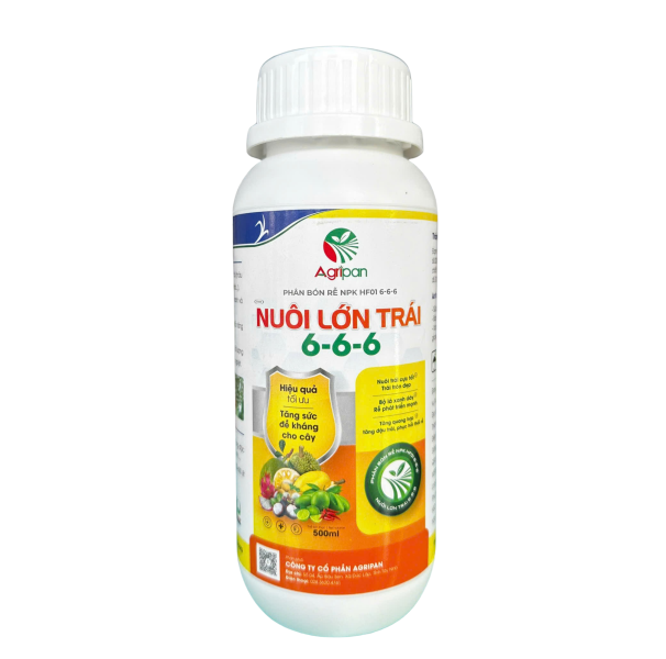 NUÔI LỚN TRÁI 6-6-6